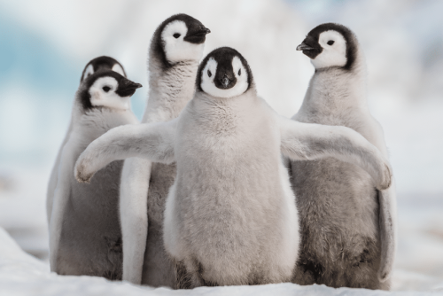 Emperor-Penguins.png